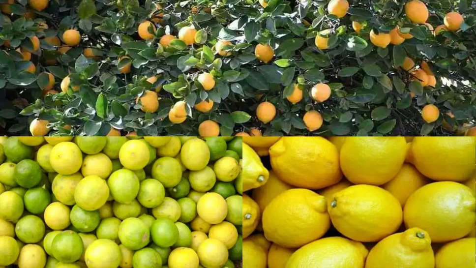 Lemon farming