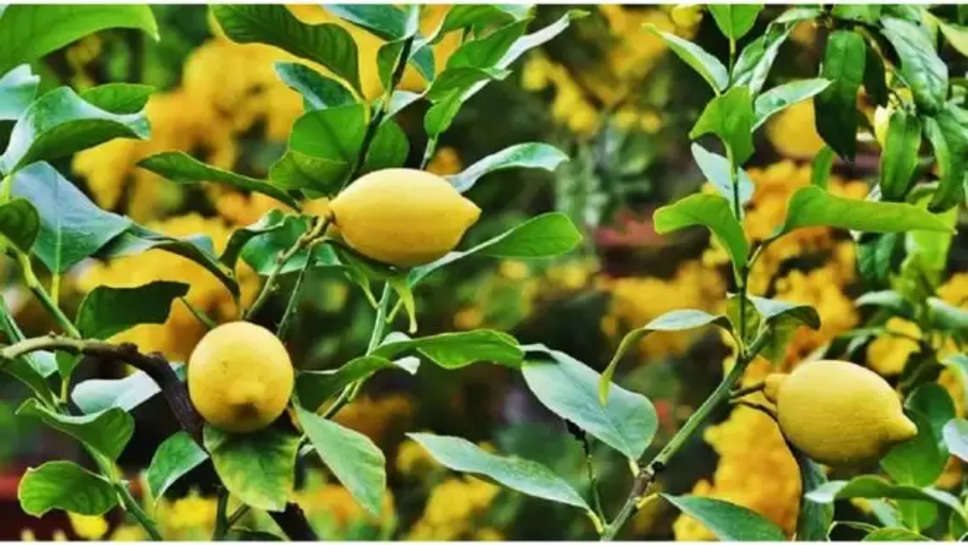 lemon , farming ,lemon farming , business ideas , profit ,Business Idea 2024, lemon farming business idea ,नींबू की खेती कैसे करें, नींबू की खेती में कितनी कमाई हैं , Lemon Farming, Agriculture, Earn money, lemon grass farming, नींबू की खेती, कमाई, खेती, नींबू से करें बंपर कमाई ,हिंदी न्यूज़ ,business News in hindi ,