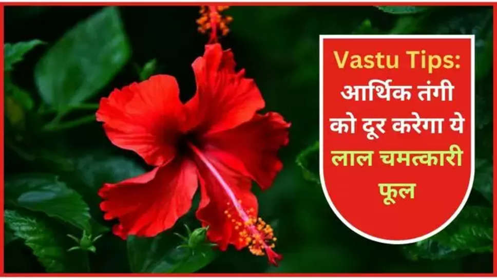 hibiscus ,hibiscus flower ,vastu tips ,vastu shastra ,pooja ,Vastu Shastra in Hindi, Vastu tips in Hindi, Vastu tips for money, Vastu tips for home, lucky plants for the home, Vastu Tips for placing Hibiscus Plant, Hibiscus vastu direction, hibiscus plant vastu direction in hindi, which plant is good for home entrance, Which flower brings good luck, gudhal ke paudhe ke fayde, वास्तु टिप्स, वास्तु शास्त्र, गुड़हल का पौधा घर में लगाने से क्या होता है, गुड़हल का पौधा कहां लगाना चाहिए, गुड़हल के पौधे के फायदे ,