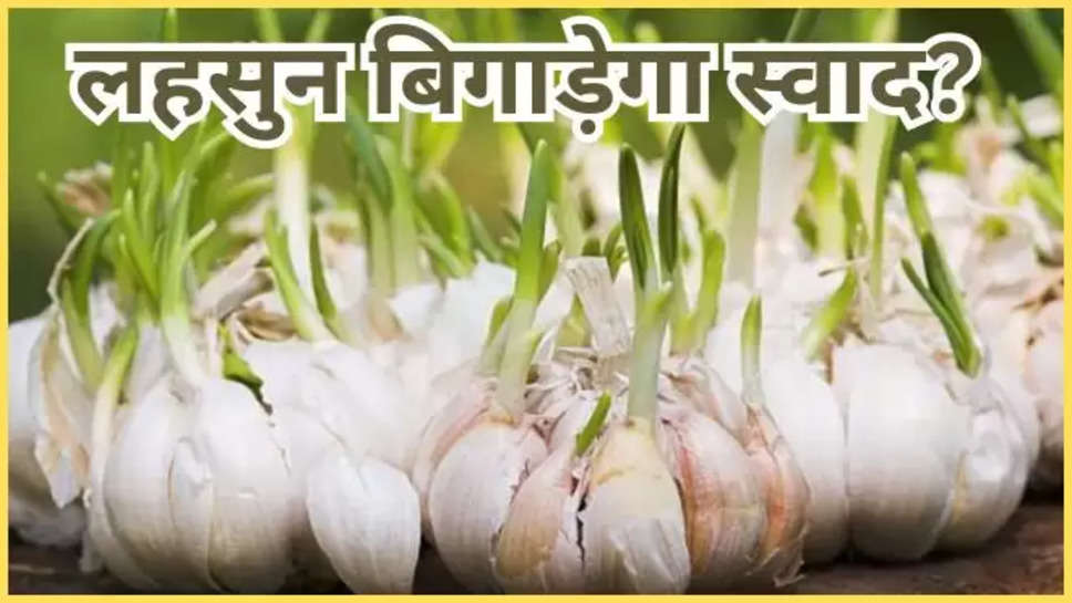 garlic ,price ,rate ,bazar ,market ,mandi ,lehsun ,hike ,increase ,monsoon ,garlic price today ,garlic rate today ,garlic price today ,garlic price today ,today garlic price ,लहसुन का दाम, लहसुन का दाम ,आज लहसुन का भाव, लहसुन का आज भाव, हिंदी न्यूज़, garlic price in mandi today ,today garlic price in mandi ,today garlic price in market ,मंडी में लहसुन का भाव, मानसून में लहसुन का भाव, garlic price in monsoon ,onion ,potato ,tomato ,sabji mandi ,vegetables market ,sabji mandi bhav ,garlic News ,garlic price news ,garlic price hike News ,