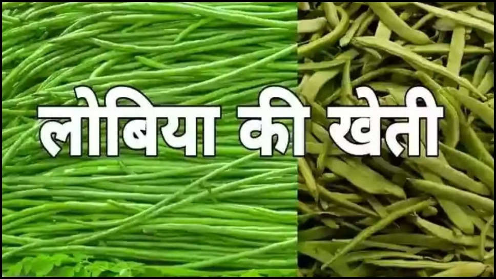 business idea ,farmers ,agriculture ,lobiya ki kheti ,lobiya ,barbati ,income ,barbati ki kheti in hindi, barbati ki kheti kab kare, लोबिया की खेती,लोबिया की किस्में, लोबिया की किस्में, लोबिया की खेती में कमाई ,barbati ki kheti kaise kare, barbati ki kheti kaise karen, barbatti ki kheti, boda ki kheti, lobia ki kheti, lobia ki kheti kab aur kaise karen, lobia ki kheti kaise hoti hai, lobia ki kheti kaise kare, lobia ki kheti kaise karen, lobia ki kheti kaise karen puri jankari, lobia ki kheti kaise ki jaati hai, lobia ki kheti kese, lobiya, lobiya ki kheti, lobiya ki kheti kaise kare, lovia ki kheti ,agriculture ,farmers ,