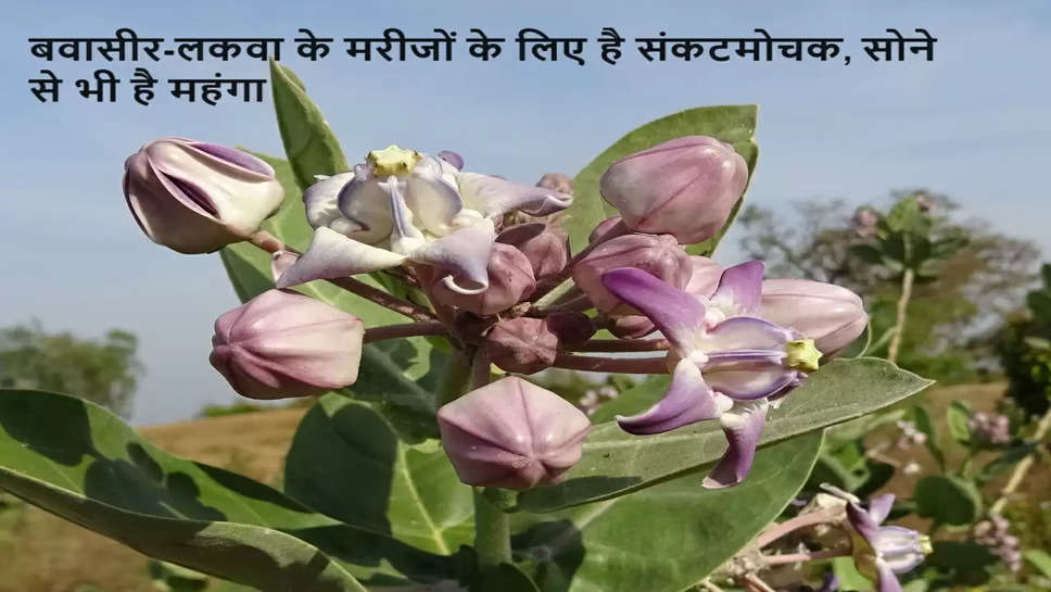 aak tree benefits, aak tree health benefits, ayurveda, paralysis, piles, 