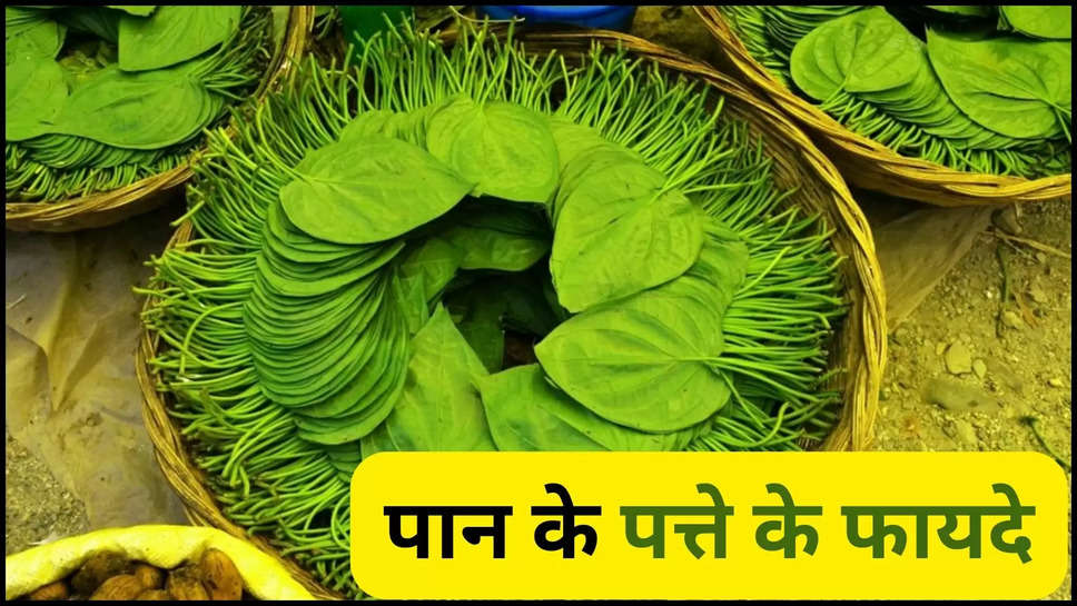 betel ,leave ,betel leaves ,health care ,health tips ,ayurveda ,benefits ,Benefits of Betel Leaves, betel leaves, health, lifestyle, how to use betel leaves, betel leaves advantages, Betel Leaves Health Benefits, betel leaves ke fayde, Betel Leaves Recipes, Paan Ke Fayde, Uric Acid, Betel Leaf For Uric Acid, uric acid ko kaise kam kare, पान चबाने के फायदे, पान खाने से क्या होता है, पान खाने के क्या फायदे हैं , हिंदी न्यूज़,