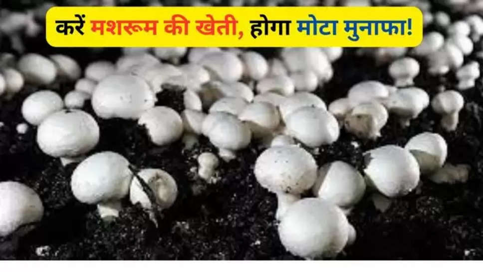 mushroom farming , mushroom ki kheti , मशरूम की खेती , mushroom cultivation , farmers news , agriculture news , news business ideas , money making tips , 