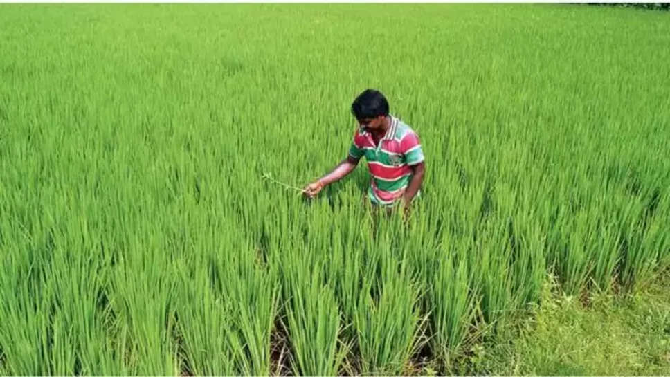 punjab ,heat wave ,weather , punjab agriculture university ,paddy ,paddy cultivation , rice farming , paddy planting ,punjab News ,punjab weather news ,punjab paddy planting ,paddy planting timing in punjab ,पंजाब में धान की रोपाई , पंजाब में धान की रोपाई का समय , धान रोपाई का समय ,pau advisory ,pau advisory for farmers , किसनों के लिए एडवाइजरी ,किसानों के लिए सलाह , punjab heat wave , punjab paddy planting timing ,punjab paddy planting date , हिंदी न्यूज़, 