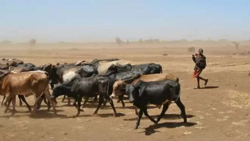 haryana ,sirsa ,advisory ,heat wave ,temperature ,heat wave in haryana ,haryana news ,cattle farmers ,animal husbandry ,haryana news ,veterinary department ,हिंदी न्यूज़, haryana latest news ,