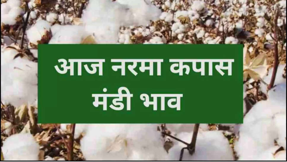 narma ,haryana ,cotton ,mandi rates ,punjab ,rajasthan ,mandi bhav ,monday ,5 August 2024 , Price ,Rate ,Market Price ,Mandi Price , aaj ka Narma bhav ,narma ka bhav ,5 august cotton rate ,haryana news ,haryana mandi rates ,haryana mandi bhav ,haryana mandi bhav 5 august ,aaj ki mandi ka bhav ,punjab mandi bhav ,rajasthan mandi bhav ,rajasthan men narma ka bhav ,punjab mandi men narma bhav ,आज नरमा भाव,नरमे का आज का भाव, हिंदी न्यूज़, kisan mandi rates ,हरियाणा मंडी भाव, सोमवार के मंडी रेट, somwar ke mandi bhav ,