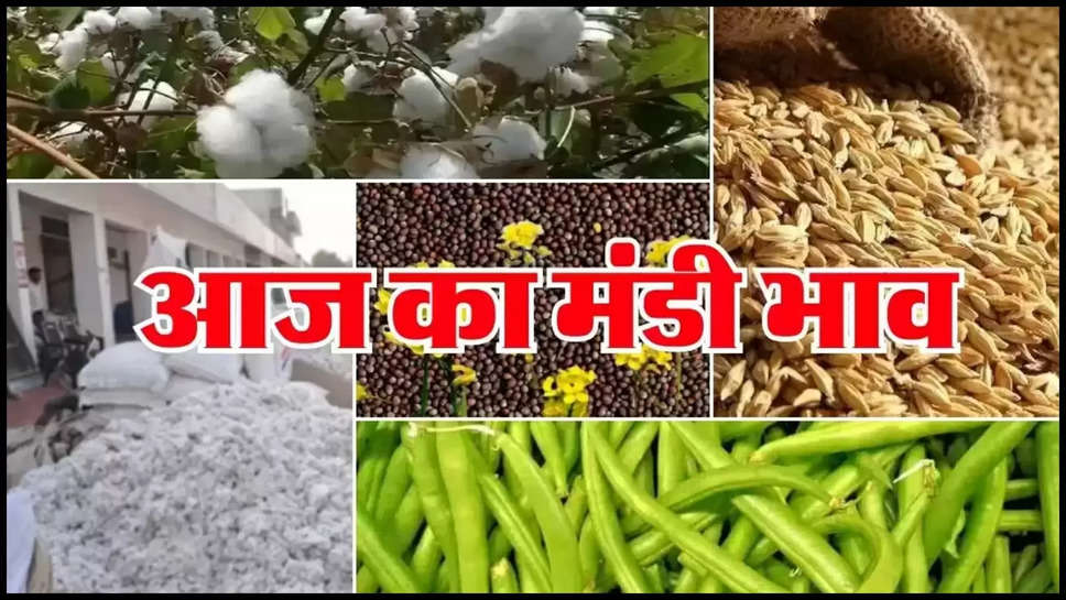 haryana ,anaj mandi ,sirsa ,mandi bhav, market price ,sarson ,narmaa ,kapaas ,moong ,gwar ,wheat ,mustard , haryana news ,हरियाणा मंडी भाव, sirsa News ,sirsa mandi bhav ,हरियाणा,हरियाणा खबर,haryana latest news ,haryana mandi bhav ,11 august ka mandi bhav ,haryana 11 august mandi bahv sirsa anaj mandi bhav ,sirsa anaj mandi latest rates ,today mandi bhav ,aaj ka mandI bhav ,