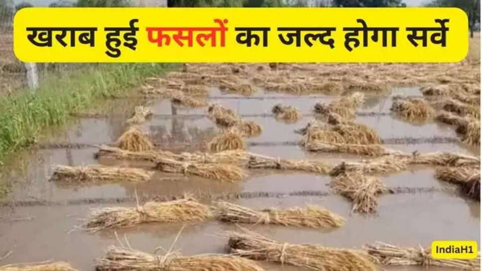 haryana news, tvsn parsad, farmer, haryana goverment , हरियाणा सरकार , crops damaged , damaged crops survey , किसानों को मिलेगा मुआवजा, मुख्य सचिव हरियाणा , haryana breaking news , farmers news , हिंदी न्यूज़ ,tvsn prasad , haryana , crops damaged due to rain and hailstorm , wheat crops damage , मुआवजा , 