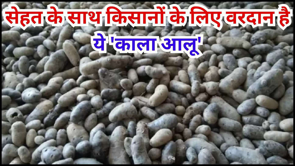 black potato ,kala aalu ,farming ,farmers ,kisan ,agriculture ,business idea ,government ,india ,america ,Kale Aalu Ki Kheti Ke Fayde, Kale Aalu Ki Kheti, Black Potato, Black Potato Farming , aaloo ki kheti, aalu ki kheti, aalu ki kheti kaise hoti hai, aloo ki kheti kaise karte hai, bihar me kale aalu ki kheti, black potato ki kheti, kaise kare kale aalu ki kheti, kala aalu ki kheti, kale aalu ki kheti kaise kre, kale aloo ki kheti, kale tamatar ki kheti, kheti kala aalu ,काले आलू की खेती ,काले आलू की खेती में कमाई,काले आलू की खेती में लागत,हिंदी न्यूज़,