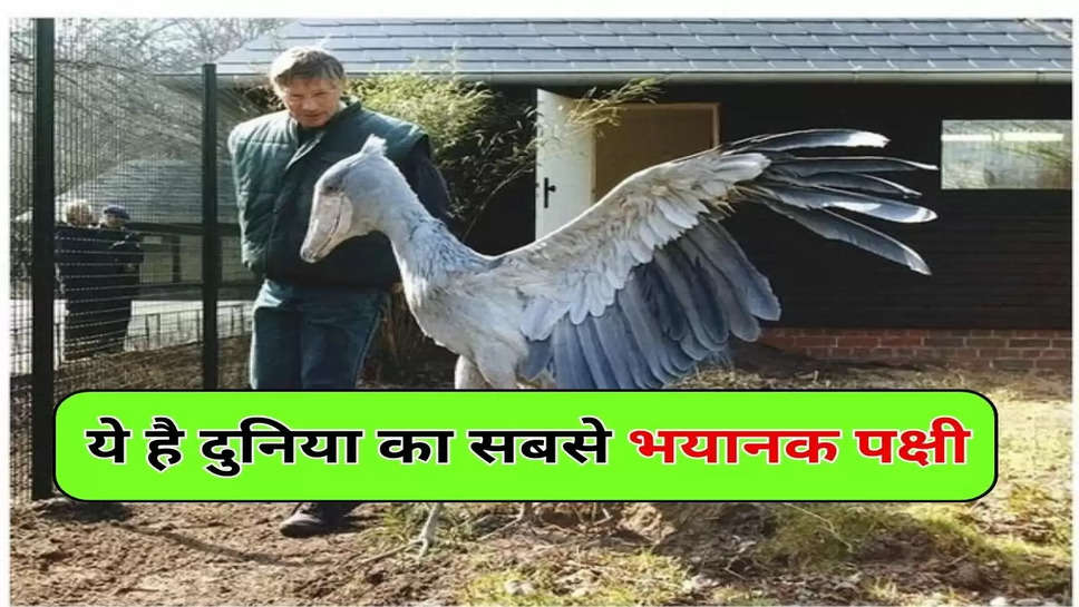 ये है दुनिया का सबसे भयानक पक्षी