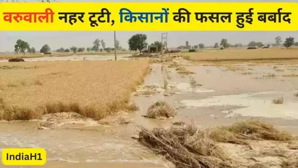 haryana , chopta , sirsa , sirsa news , ludesar village , canal , varuwali , varuwali canal , varuwali canal breakdown , haryana news , हिंदी न्यूज़, वरुवली नहर टूटी , wheat crop damage , किसानों की फसल हुई खराब , 