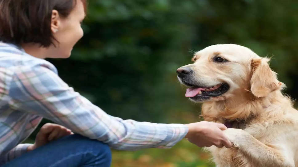 कुत्ता पालते समय इन 5 बातों रखें खास ध्यान 