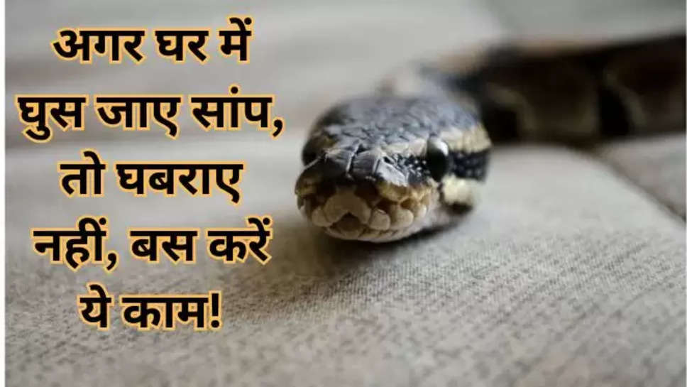 Facing Snakes,Hidden Spots for Snakes,Sneaky Snakes,Ways to Protect from Snakes,How to Handle Snake Encounters,Snake Catchers,Snakes at Home , हिंदी न्यूज़, सांप से कैसे बचें , घर में सांप तो क्या करें , how to handle snake at home , 