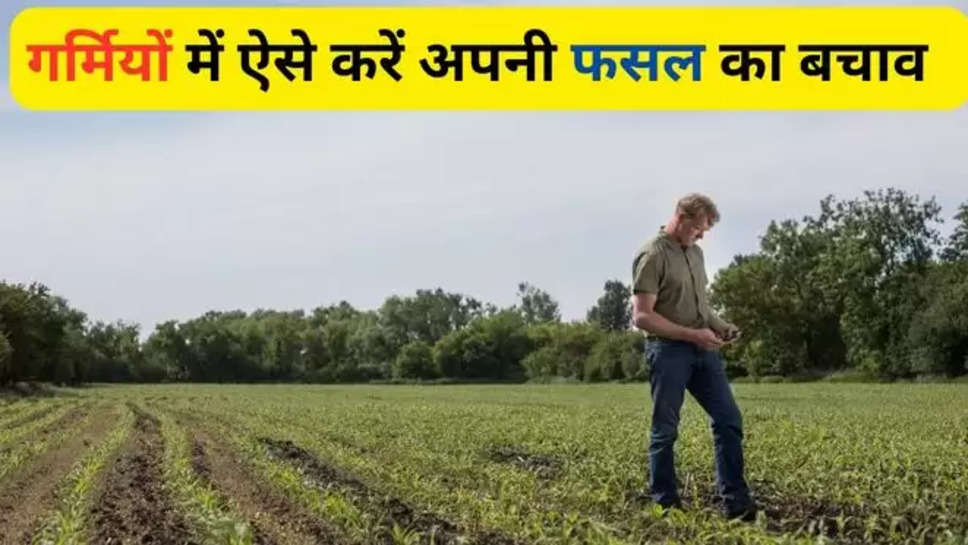 Crop protection in summer, importance of crop protection, tips of crop protection in summer, summer crop protection, how to protect plants in summer, way to safeguard your crops, summer tips, summer tips for crops, business news, business news hindi, latest business news hindi , agriculture , हिंदी न्यूज़, farmers , किसान खबर , किसान समाचार , गर्मियों को फसलों की देख रेख , फसलों को गर्मी से कैसे बचाएं , फसलों को धुप से बचने के लिए क्या करें,