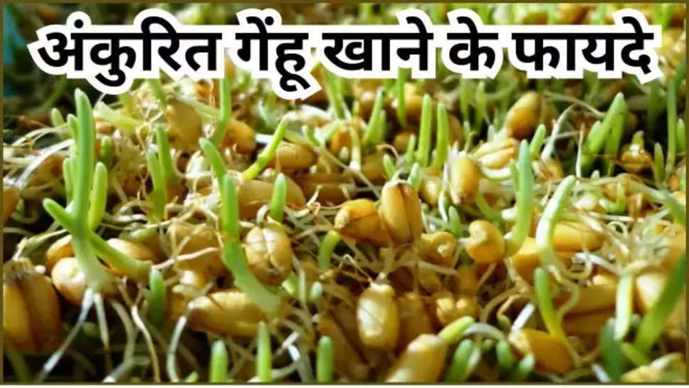 sprouted wheat , benefits ,health tips ,health care , wheat ,sprouted wheat advantages, sprouted wheat benefits, sprouted wheat benefits for health,  Health news, health tips in Hindi, ,हिंदी न्यूज़, अंकुरित गेंहू खाने के लाभ ,अंकुरित अनाज खाने के फायदे, 