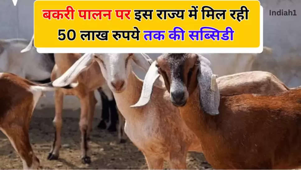 बकरी पालन पर इस राज्य में मिल रही 50 लाख रुपये तक की सब्सिडी