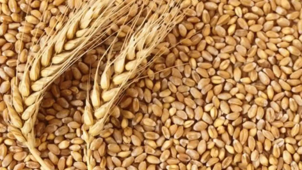 wheat prices 