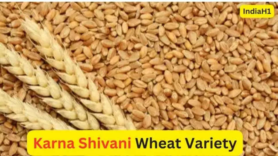 haryana , haryana news ,Karna shivani wheat variety, indian institute of wheat and barley research, karnan icar, iiwbr, biofortified variety, indian council of agricultural research,सबसे अच्छा गेंहू का बीज, सबसे बेहतर गेंहू का बीज कौन सा है , हिंदी न्यूज़ , karnal news, Karnal News in Hindi, Latest Karnal News in Hindi, Karnal Hindi Samachar, कर्ण शिवानी गेहूं किस्म, भारतीय गेहूं एवं जौ अनुसंधान संस्थान, करनान आईसीएआर, आईआईडब्ल्यूबीआर, बायोफोर्टिफाइड किस्म, भारतीय कृषि अनुसंधान परिषद, हरियाणा समाचार, करनाल समाचार,