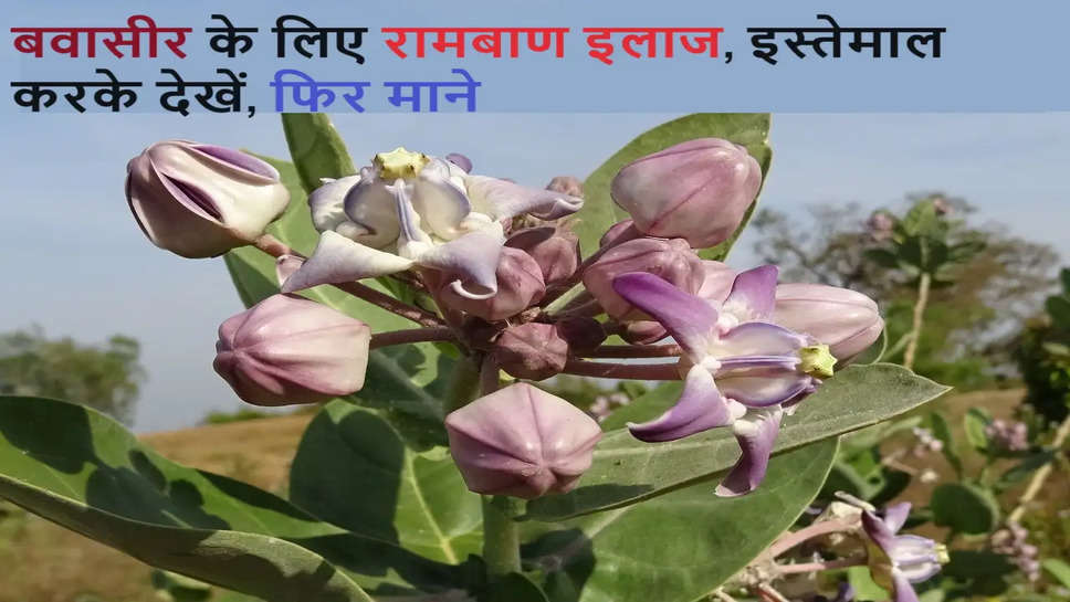 aak, aak benefits, aak uses, piles, treatment, ayurveda, 