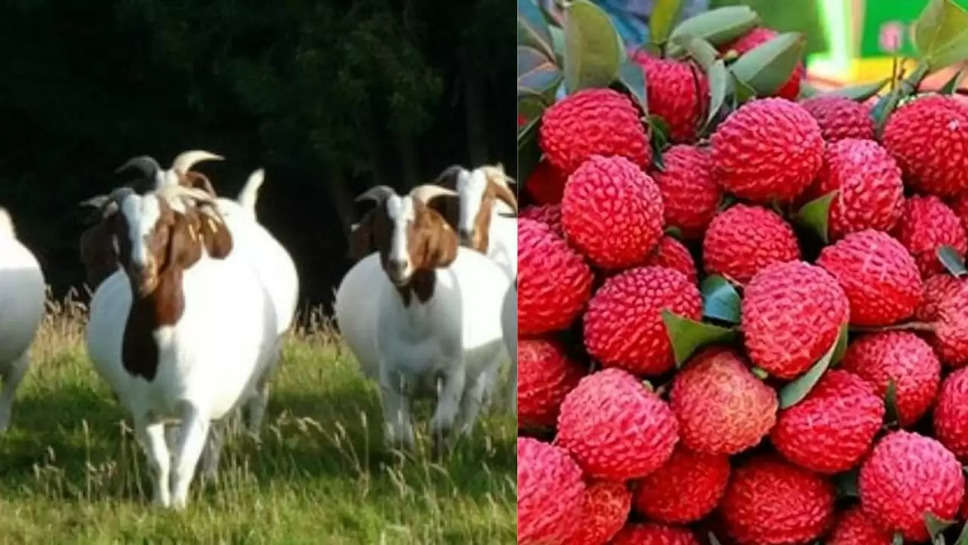 goats FARMING