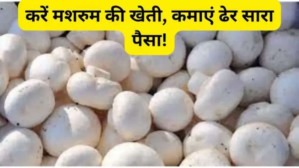 mushroom ki kheti ,mushroom farming ,mushroom cultivation , khumbi ki kheti , business ideas , agriculture business ideas , farming money making tips , agriculture business ideas , mushroom ki kheti Kese karen , how to do mushroom farming , mushroom farming at home , 