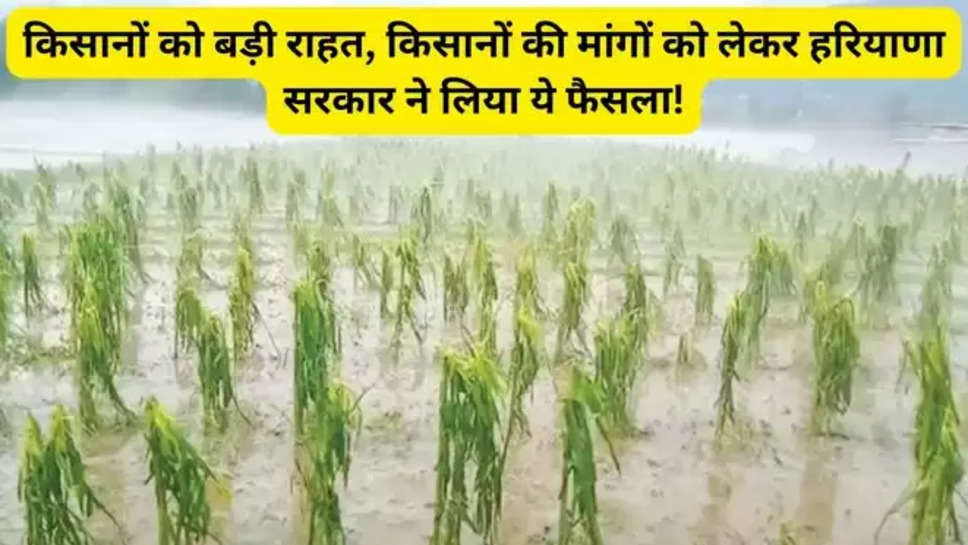 haryana , haryana Farmers news , haryana news in hindi , haryana latest news , haryana government , haryana breaking news , breaking news in hindi ,kheti baadi News , haryana kisan News , haryana news today  , 