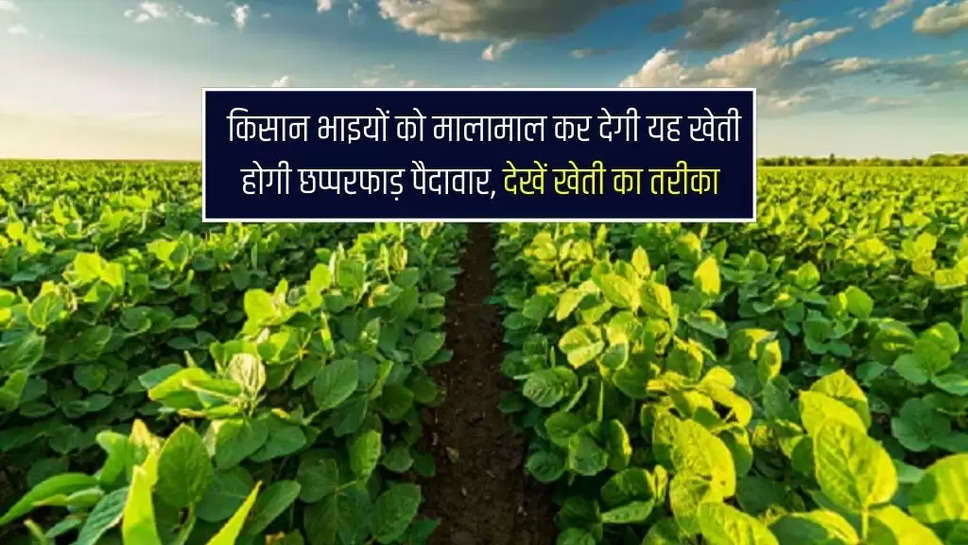 Soybean Ki Kheti