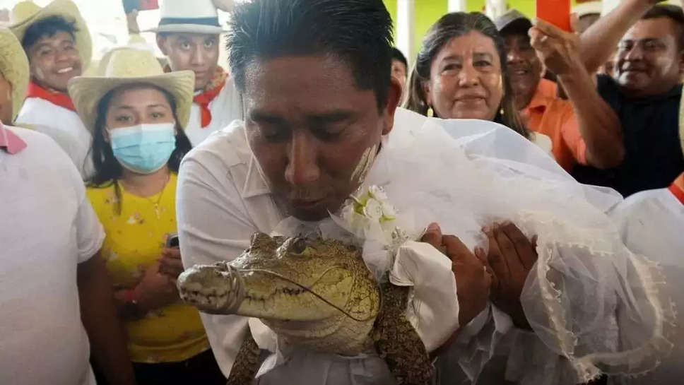 मेयर ने मगरमच्छ से की शादी, फिर किया Kiss... वजह कर देगी हैरान!