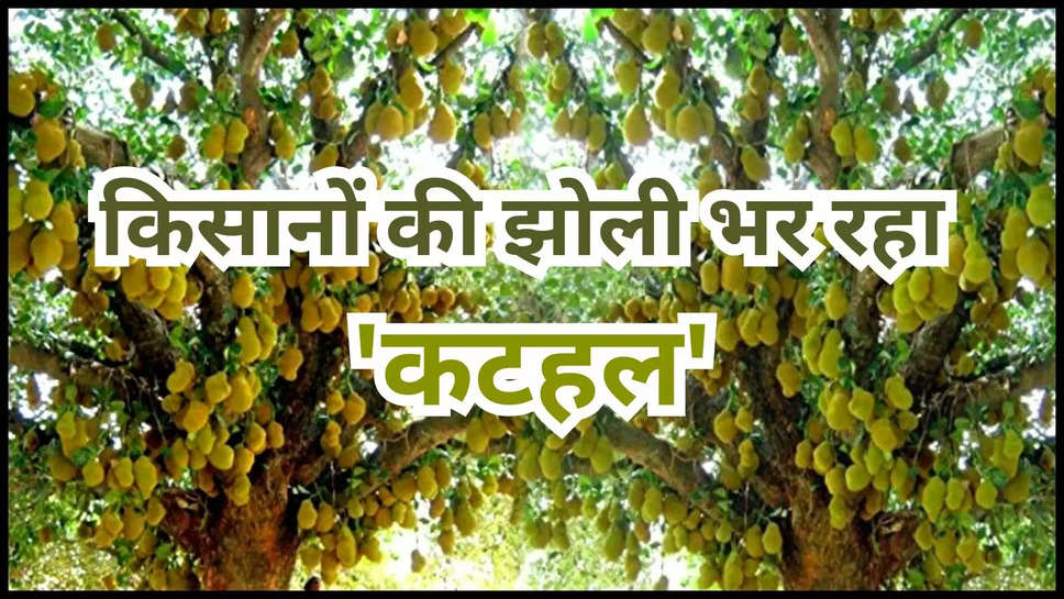 jackfruit ,kathal ,farming ,cultivation ,kathal ki Kheti ,income ,investment ,farmers ,agriculture ,kheti baadi , Agriculture News,Jackfruit farming, how to do jackfruit farming, earning from jackfruit farming, Jackfruit cultivation,कृषि, कृषि समाचार, कटहल की खेती, कटहल की खेती कैसे करें, कटहल की खेती से कमाई, कटहल की खेती , कटहल की खेती में लागत,investment in jackfruit farming ,business idea ,agriculture farming business idea ,