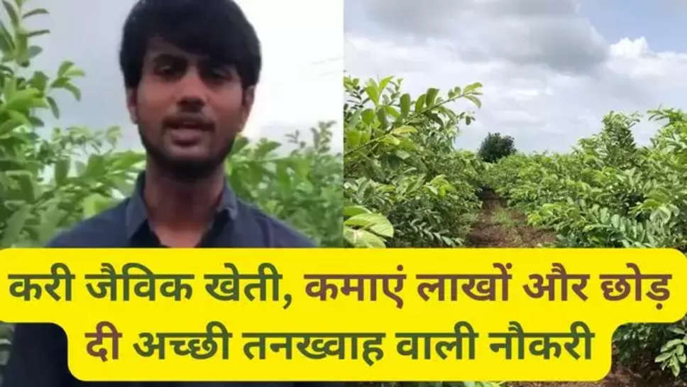 india news,business news,guava crop,mba youth quit job,viral news,guava cultivation,guava profits, prafful lathi , prafful lathi success story , farmers , agriculture , organic farming , mba graduate farmer , 