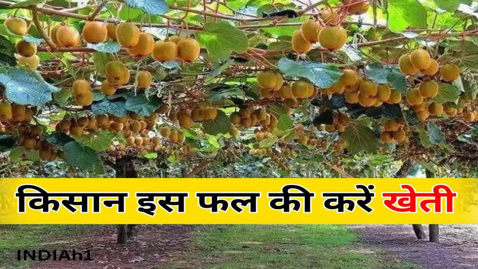 किसान इस फल की करें खेती