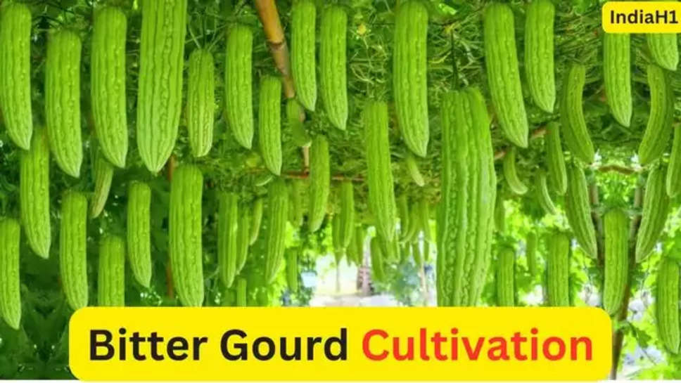 bitter gourd farming , bitter gourd cultivation , करेले की खेती , करेला की खेती , करेला की खेती कैसे करें , करेला की खेती कब करें ,uttar pradesh , up News , agriculture news , kisan News , farmers news , agriculture business news , bitter gourd ,  