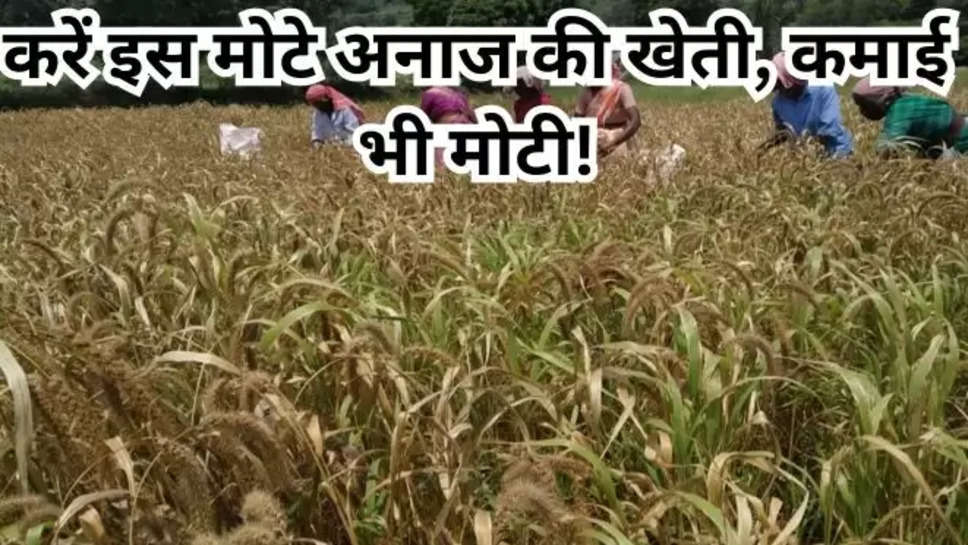 agriculture, Millets Farming, millets, farmers, Millet cultivation, kisna, farmer news, kisan samachar, agriculture news, wheat, paddy, uttarakhand agriculture, agriculture uttarakhand, kheti kisani, kheti badi, iim kashipur, agriculture india, agriculture news in hindi, मोटा अनाज,Agriculture, millets, Farmers , uttarakhand government , उत्तराखंड , central government , millets cultivation , 