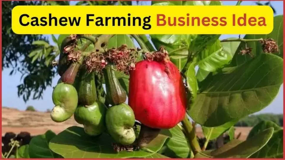business ideas ,cashew ,cashew farming , profit ,high demand ,dry fruit ,Business Idea , business opportunities , earn money  Business OPPORTUNITY ,  cashew-farming , how to earn money  , काजू की खेती , काजू से पैसा कमाएं , काजू का बिजनेस , करोड़ो कमाएं ,काजू की खेती कैसे करें, काजू की खेती में कितनी कमाई, काजू की खेती में लागत ,हिंदी न्यूज़, business News ,business News today ,business news in hindi ,cashew farming business tips ,